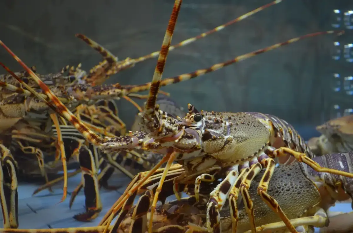 อาหารทะเลกุ้ง