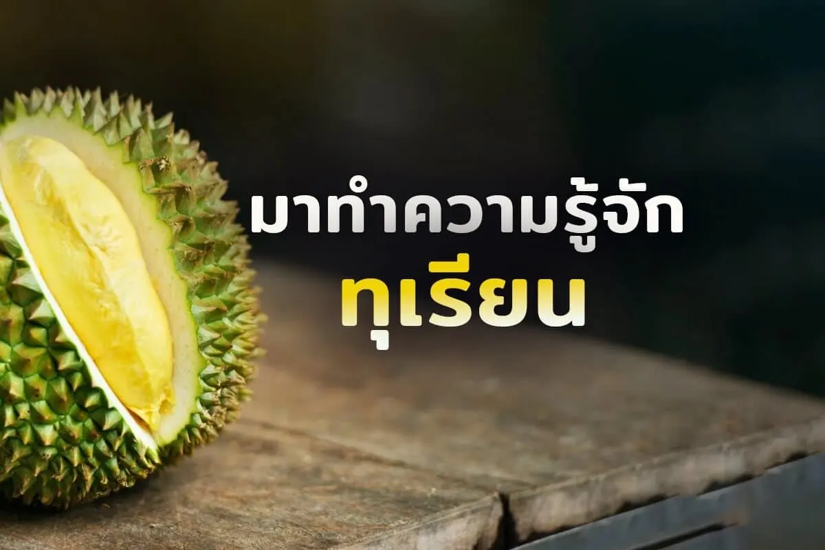 ทุเรียนสุดยอดผลไม้โคตรอร่อย ที่ขายดี