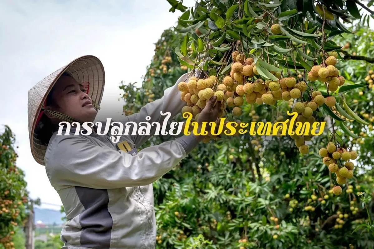 ปลูกลำไย