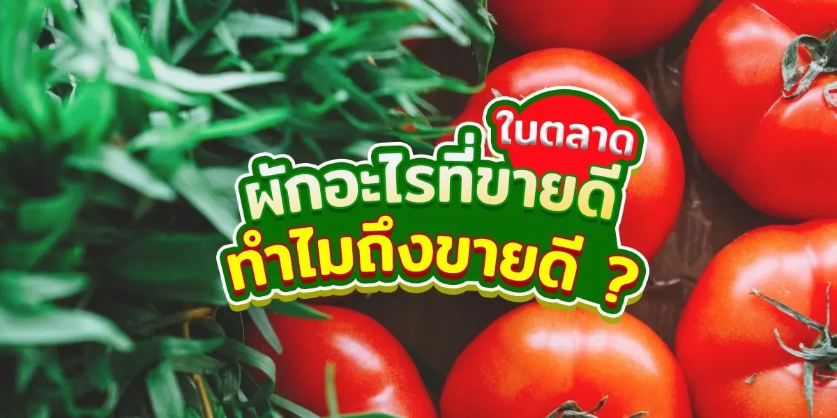 ผักอะไรที่ขายดีในท้องตลาด ทำไมถึงขายดี