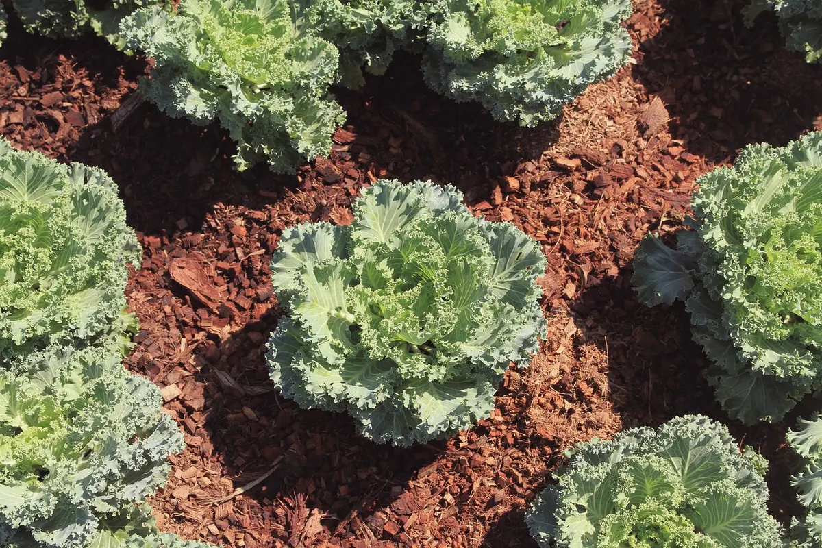 เคล (Kale) ผักสลัด พืช ต้นไม้