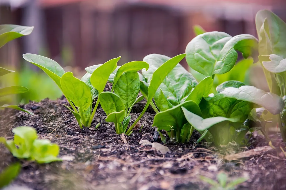 ผักโขมเบบี้ (Baby Kale) ผักสลัด พืช ต้นไม้