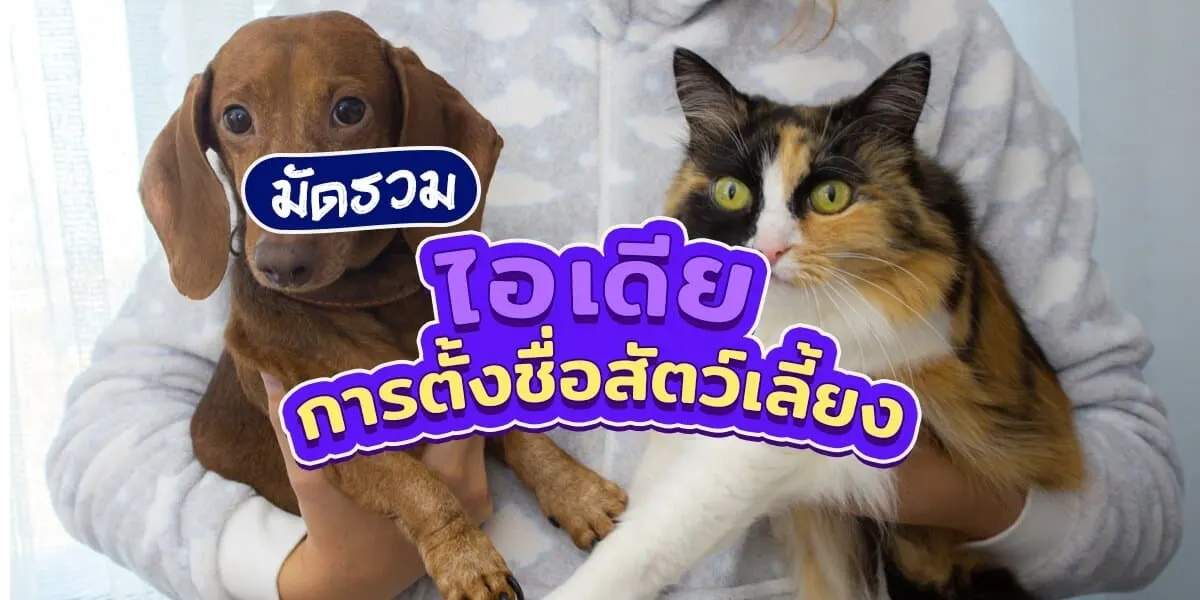 idea การตั้งชื่อหมา แมวและสัตว์เลี้ยง