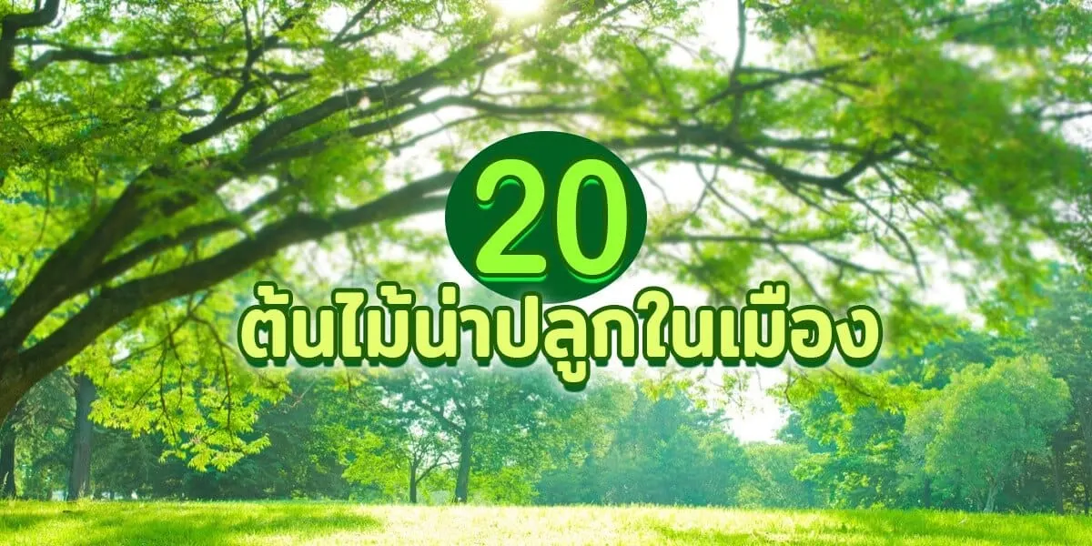 20 ต้นไม้น่าปลูกในเมือง ขั้นตอนการเลือก