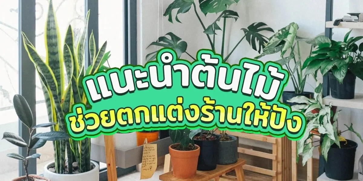 แนะนำ 16 ต้นไม้ช่วยการตกแต่งร้านให้โดดเด่น