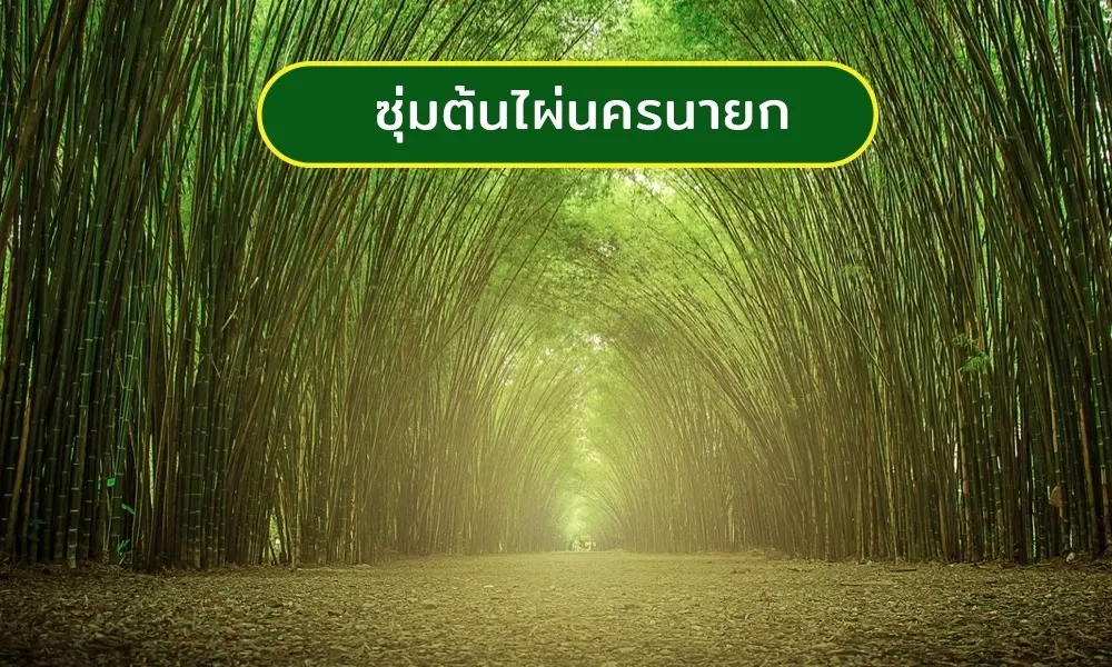 ซุ่มต้นไผ่นครนายก