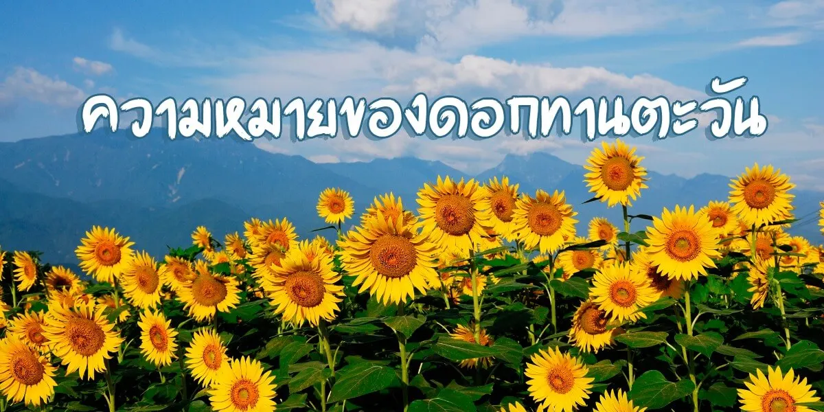 ความหมายดอกทานตะวันและ 5 สถานที่ถ่ายรูป