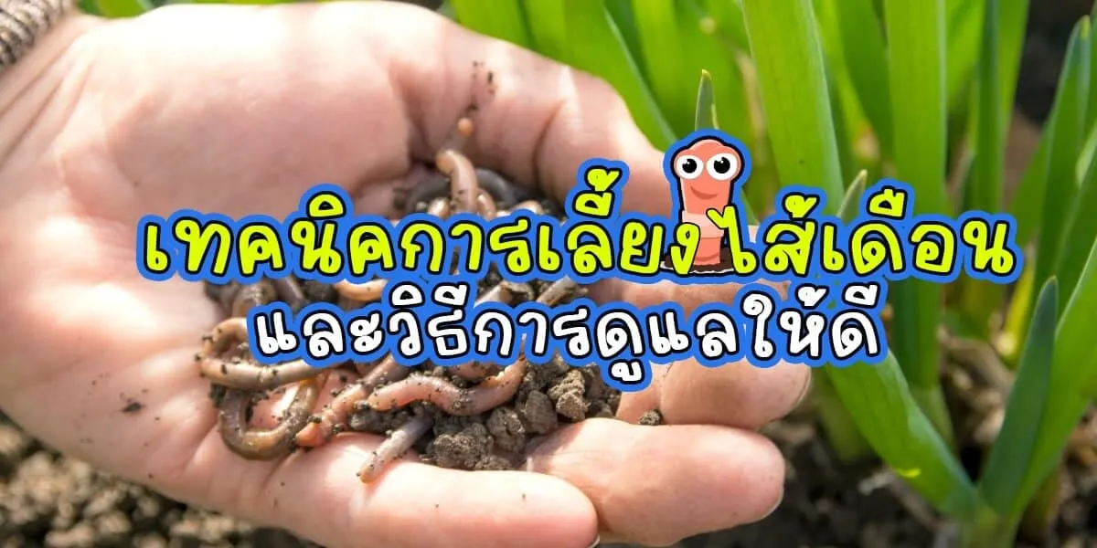 เทคนิกการเลี้ยงไส้เดือนและวิธีการดูแลให้ดี