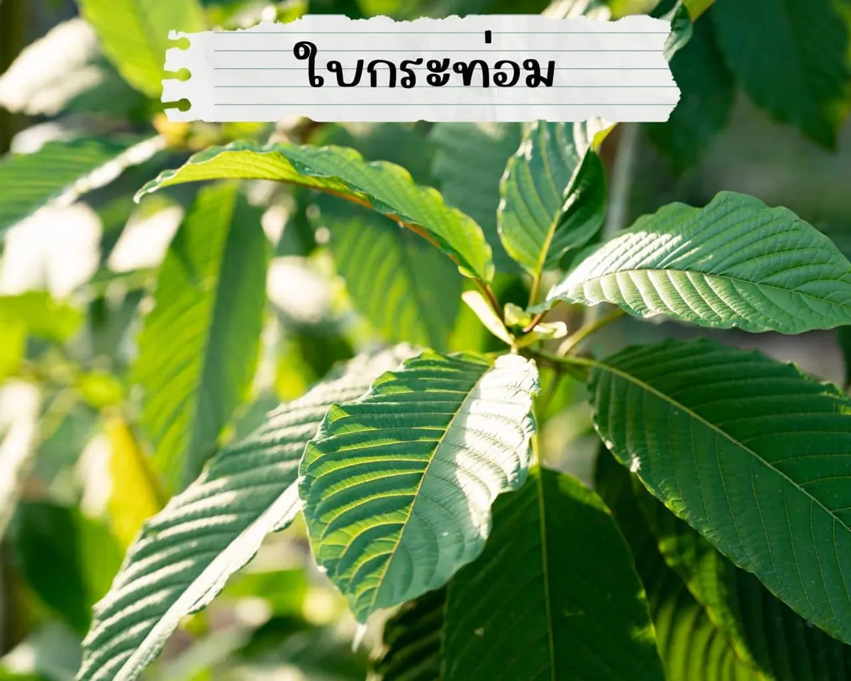 ใบกระท่อม ใบไม้ ต้นไม้
