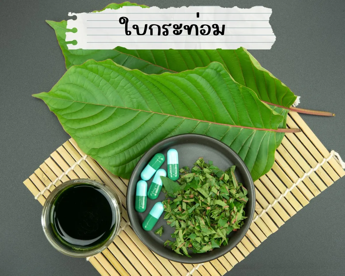 ใบกระท่อม ใบไม้ ต้นไม้