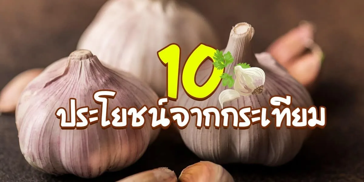 แนะนำ 10 ประโยชน์ของกระเทียม ยาในธรรมชาติ