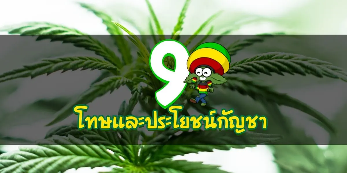 แนะนำ 9 โทษและประโยชน์ของกัญชาที่ห้ามพลาด