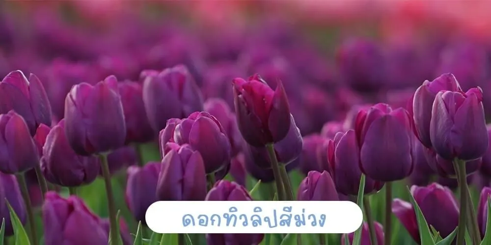 ดอกทิวลิปสีม่วง