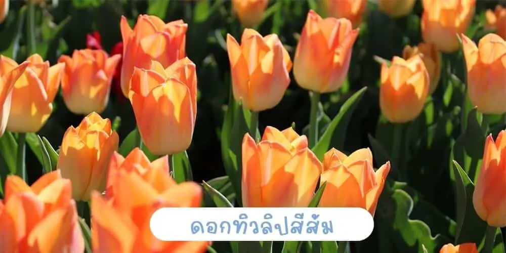 ดอกทิวลิปสีส้ม