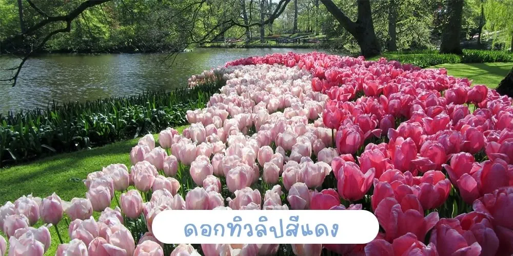 ดอกทิวลิปสีชมพู