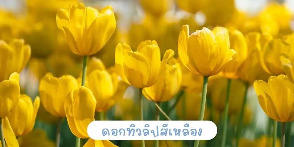ดอกทิวลิปสีเหลือง