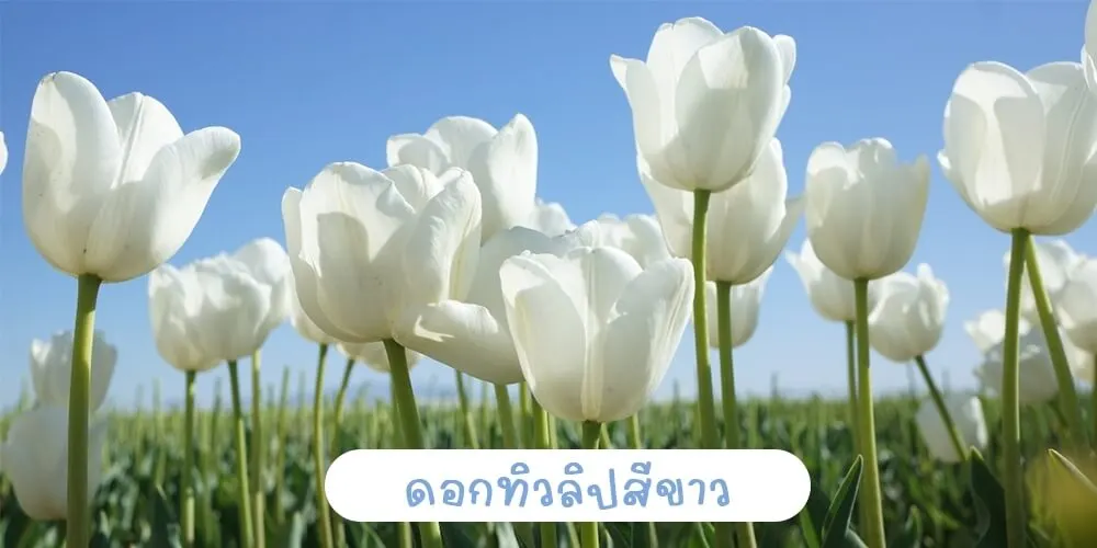 ดอกทิวลิปสีขาว