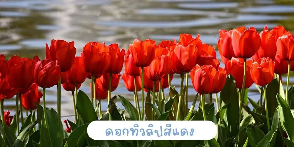 ดอกทิวลิปสีแดง