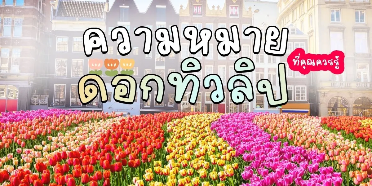 แนะนำความหมายของดอกทิวลิปต่างๆ ที่ห้ามพลาด