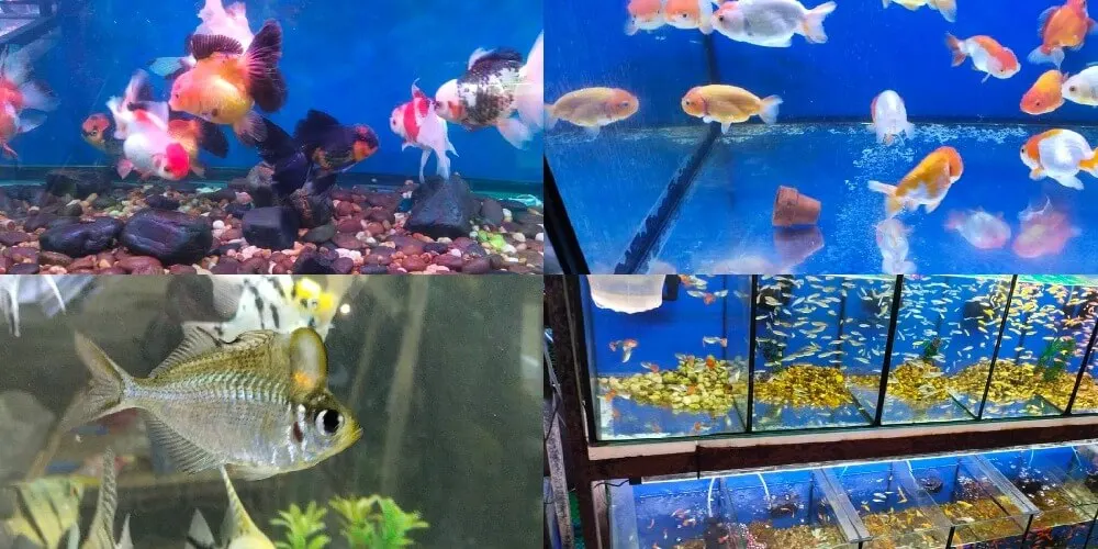 ตลาดนินจาอมตะ : โซนปลาสวยงาม