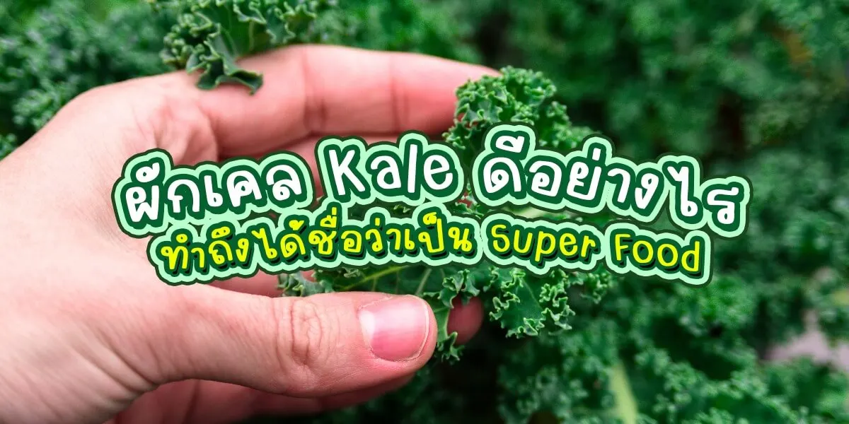 ผักเคล Kale ดีอย่างไรทำถึงได้ชื่อว่าเป็น Super Food