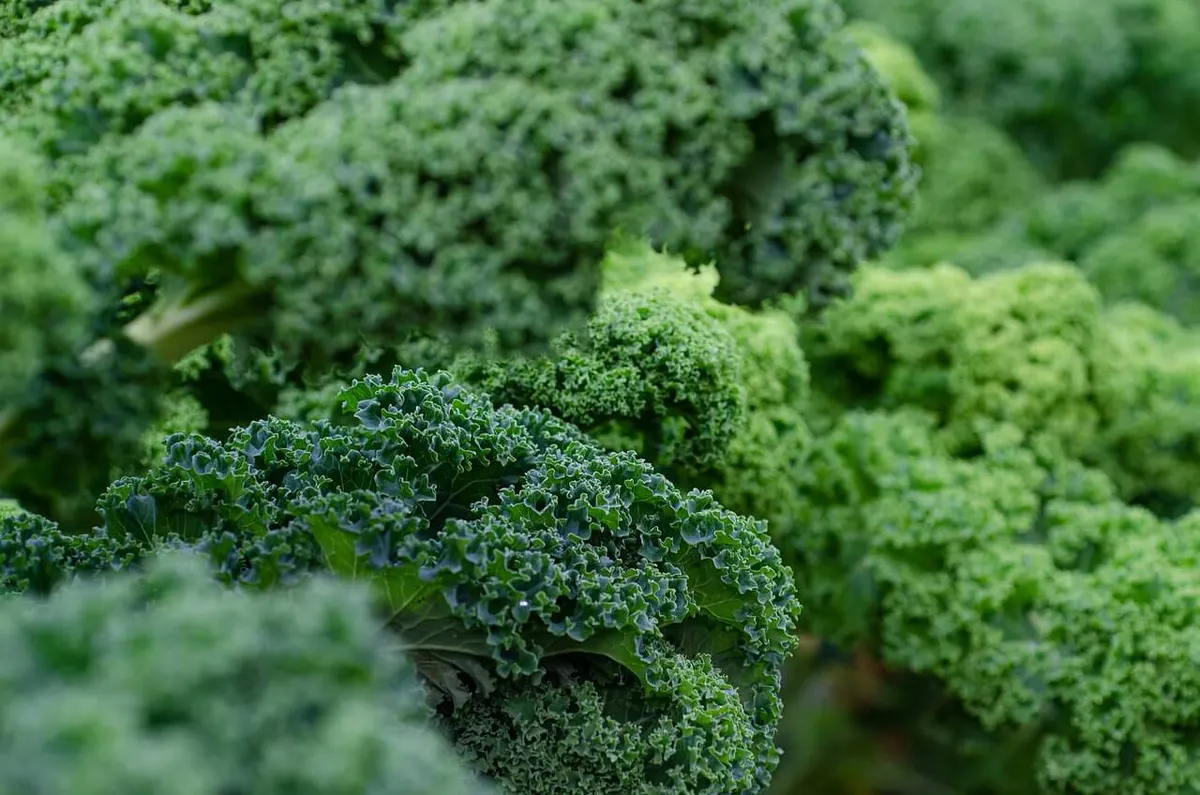 ผักเคล kale