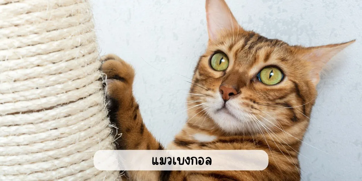 แมวเบงกอล
