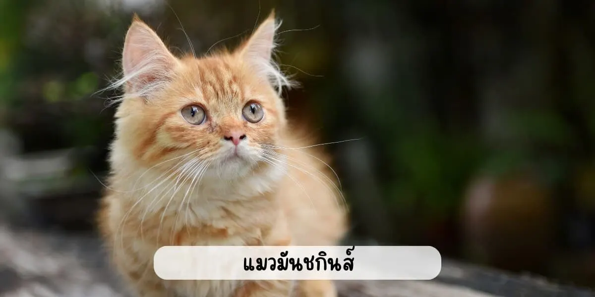 แมวมันชกินส์