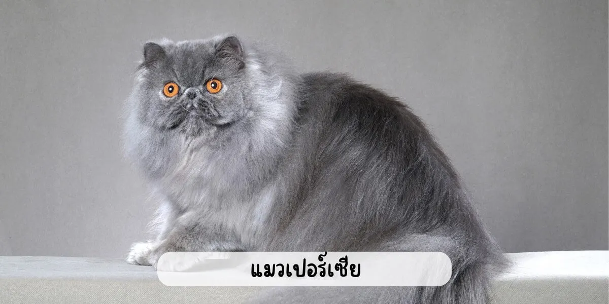 แมวเปอร์เซีย