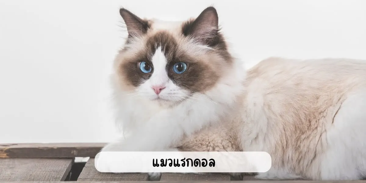 แมวแรกดอล