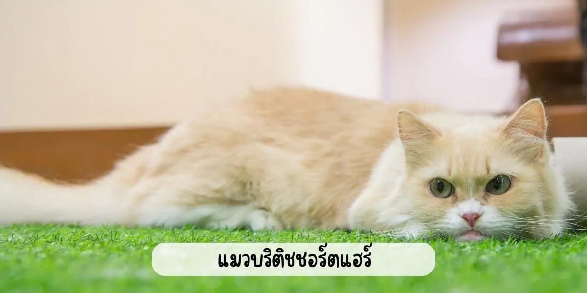แมวบริติชชอร์ตแฮร์