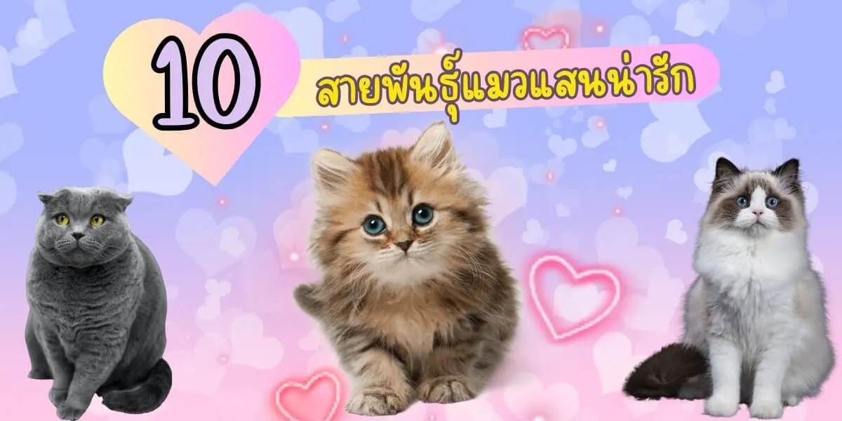 10 สายพันธุ์แมวแสนน่ารัก ใครเห็นเป็นอยากเลี้ยง
