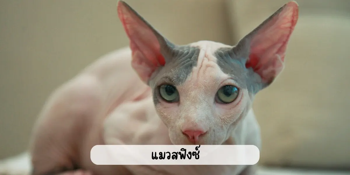 แมวสฟิงซ์