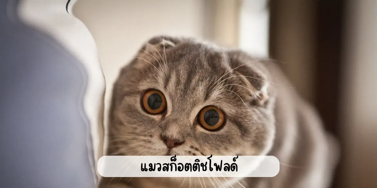 แมวสก็อตติชโฟลด์