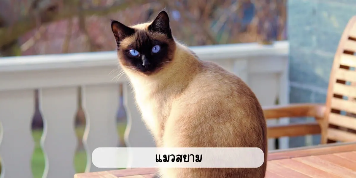 แมวสยาม