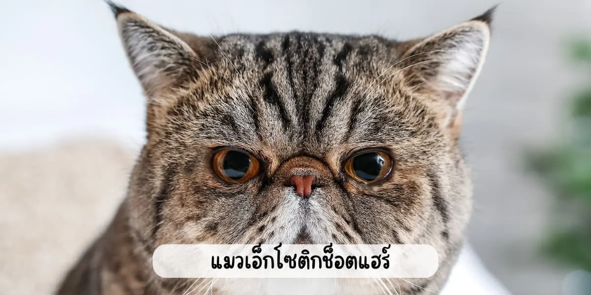 แมวเอ็กโซติกช็อตแฮร์