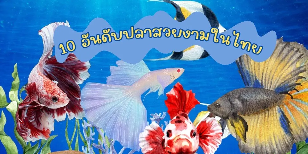 แนะนำ10 สายพันธุ์ปลาสวยงามในประเทศไทยที่ห้ามพลาด