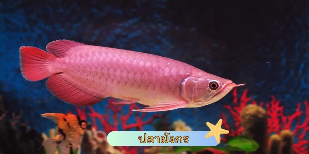 ปลามังกร