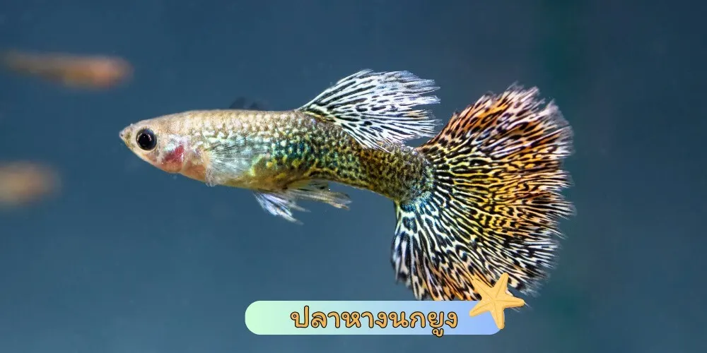 ปลาหางนกยูง