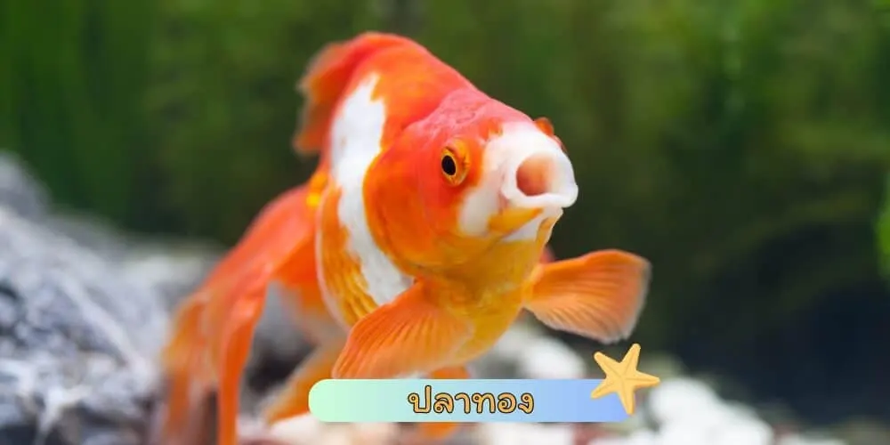 ปลาทอง