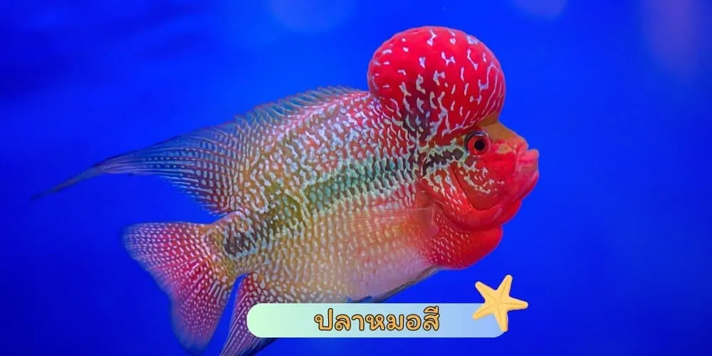 ปลาหมอสี