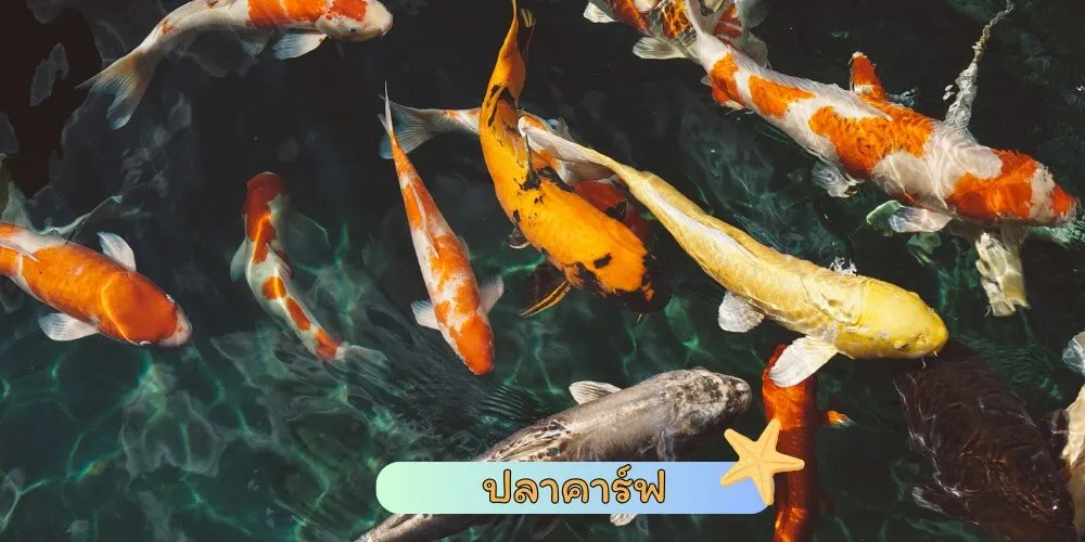 ปลาคาร์ฟ