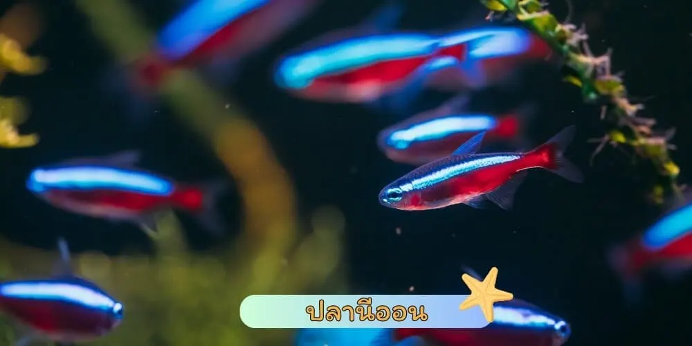 ปลานีออน