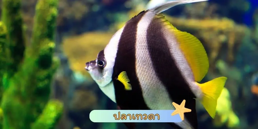 ปลาเทวดา