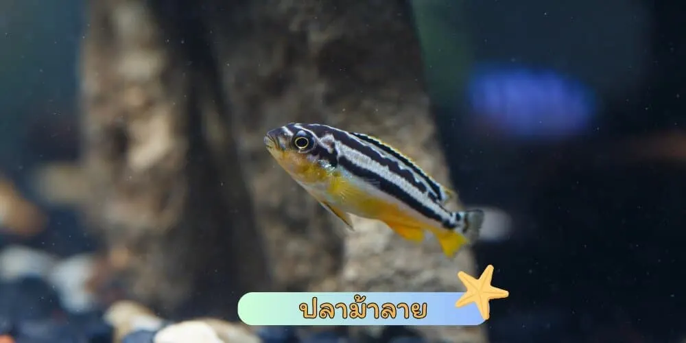 ปลาม้าลาย
