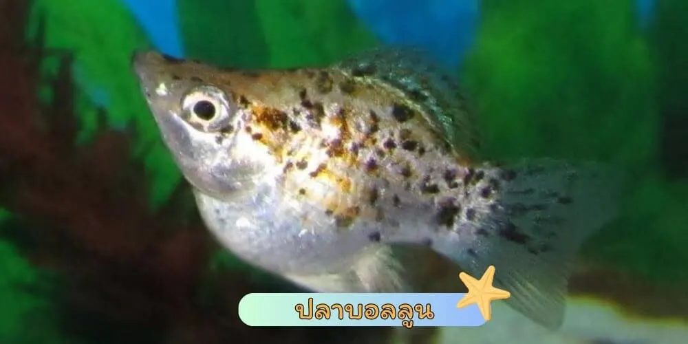 ปลาบอลลูน