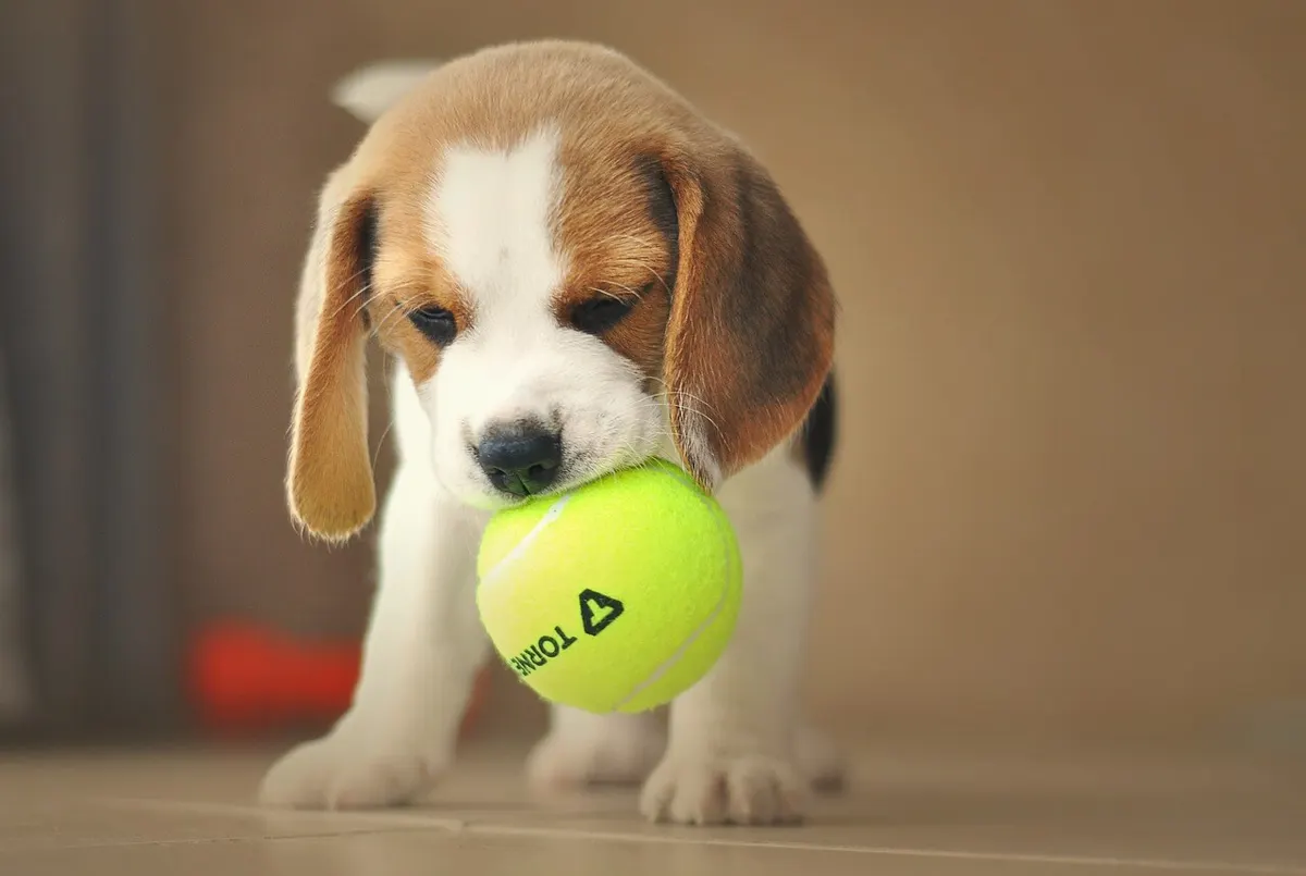 บีเกิ้ล (Beagle)