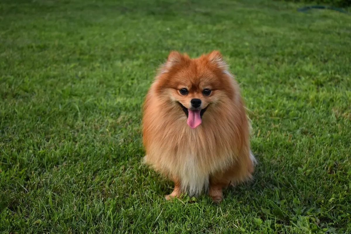 ปอมเมอเรเนียน (Pomeranian)