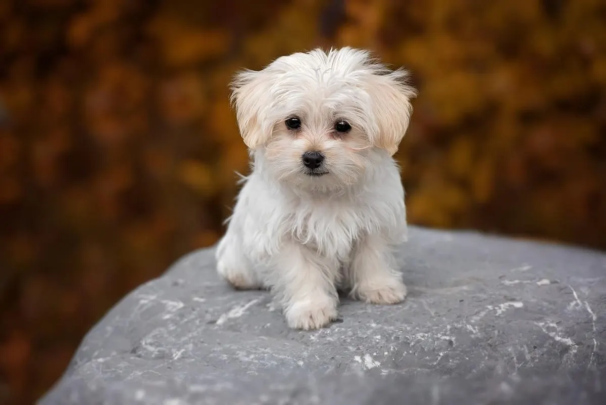 มอลทีส (Maltese)