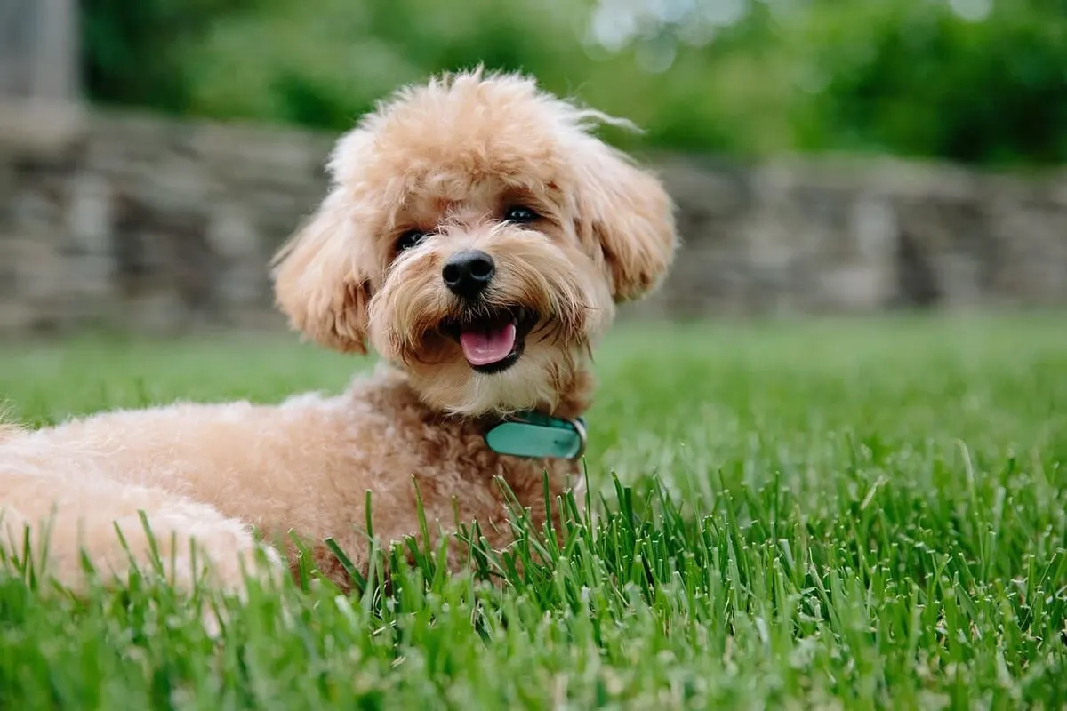 พุดเดิ้ล (Poodle)